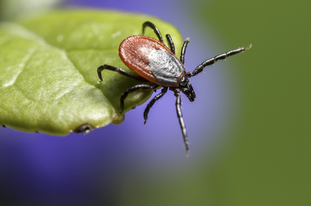 Smithtown Tick Mosquito Spraying